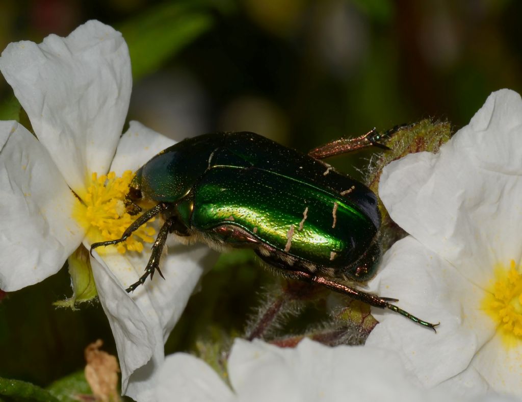 Cetonia aurata pisana